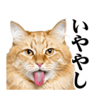 関西弁にゃんとも！猫ミーム（個別スタンプ：26）