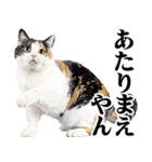 関西弁にゃんとも！猫ミーム（個別スタンプ：27）