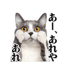 関西弁にゃんとも！猫ミーム（個別スタンプ：28）