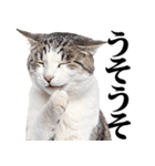関西弁にゃんとも！猫ミーム（個別スタンプ：29）