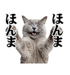 関西弁にゃんとも！猫ミーム（個別スタンプ：30）