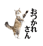 関西弁にゃんとも！猫ミーム（個別スタンプ：32）