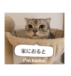 長崎弁×English ゆるトークスタンプ vol.1（個別スタンプ：5）