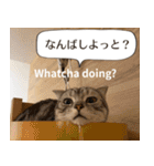 長崎弁×English ゆるトークスタンプ vol.1（個別スタンプ：8）