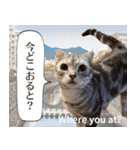 長崎弁×English ゆるトークスタンプ vol.1（個別スタンプ：20）