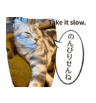 長崎弁×English ゆるトークスタンプ vol.1（個別スタンプ：31）