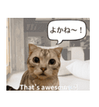 長崎弁×English ゆるトークスタンプ vol.1（個別スタンプ：37）