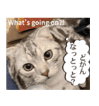 長崎弁×English ゆるトークスタンプ vol.1（個別スタンプ：39）