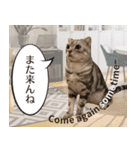 長崎弁×English ゆるトークスタンプ vol.1（個別スタンプ：40）