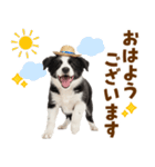 毎日使える♪ボーダーコリー子犬スタンプ（個別スタンプ：1）