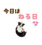 毎日使える♪ボーダーコリー子犬スタンプ（個別スタンプ：2）