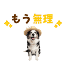 毎日使える♪ボーダーコリー子犬スタンプ（個別スタンプ：3）