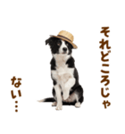 毎日使える♪ボーダーコリー子犬スタンプ（個別スタンプ：4）