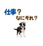 毎日使える♪ボーダーコリー子犬スタンプ（個別スタンプ：5）