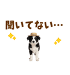 毎日使える♪ボーダーコリー子犬スタンプ（個別スタンプ：7）