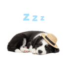 毎日使える♪ボーダーコリー子犬スタンプ（個別スタンプ：8）