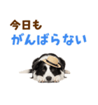 毎日使える♪ボーダーコリー子犬スタンプ（個別スタンプ：10）