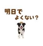毎日使える♪ボーダーコリー子犬スタンプ（個別スタンプ：11）