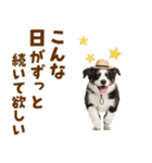 毎日使える♪ボーダーコリー子犬スタンプ（個別スタンプ：12）