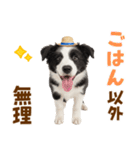 毎日使える♪ボーダーコリー子犬スタンプ（個別スタンプ：13）