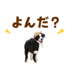 毎日使える♪ボーダーコリー子犬スタンプ（個別スタンプ：14）