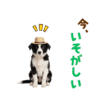 毎日使える♪ボーダーコリー子犬スタンプ（個別スタンプ：15）