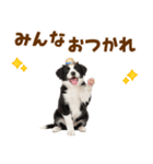 毎日使える♪ボーダーコリー子犬スタンプ（個別スタンプ：16）