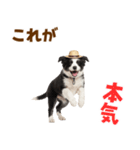 毎日使える♪ボーダーコリー子犬スタンプ（個別スタンプ：17）