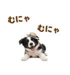 毎日使える♪ボーダーコリー子犬スタンプ（個別スタンプ：18）