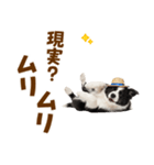 毎日使える♪ボーダーコリー子犬スタンプ（個別スタンプ：19）