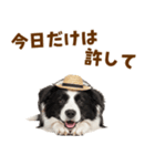 毎日使える♪ボーダーコリー子犬スタンプ（個別スタンプ：20）
