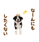 毎日使える♪ボーダーコリー子犬スタンプ（個別スタンプ：21）