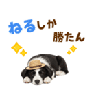 毎日使える♪ボーダーコリー子犬スタンプ（個別スタンプ：22）