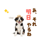 毎日使える♪ボーダーコリー子犬スタンプ（個別スタンプ：23）