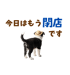 毎日使える♪ボーダーコリー子犬スタンプ（個別スタンプ：24）