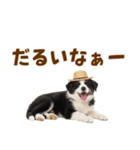 毎日使える♪ボーダーコリー子犬スタンプ（個別スタンプ：25）