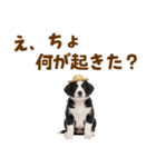 毎日使える♪ボーダーコリー子犬スタンプ（個別スタンプ：26）