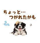 毎日使える♪ボーダーコリー子犬スタンプ（個別スタンプ：28）