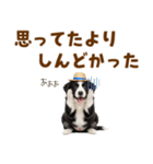 毎日使える♪ボーダーコリー子犬スタンプ（個別スタンプ：29）