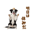 毎日使える♪ボーダーコリー子犬スタンプ（個別スタンプ：31）