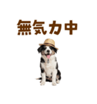 毎日使える♪ボーダーコリー子犬スタンプ（個別スタンプ：32）