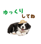 毎日使える♪ボーダーコリー子犬スタンプ（個別スタンプ：33）