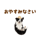 毎日使える♪ボーダーコリー子犬スタンプ（個別スタンプ：34）