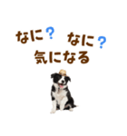 毎日使える♪ボーダーコリー子犬スタンプ（個別スタンプ：35）