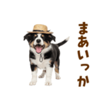 毎日使える♪ボーダーコリー子犬スタンプ（個別スタンプ：36）