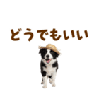 毎日使える♪ボーダーコリー子犬スタンプ（個別スタンプ：37）