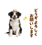 毎日使える♪ボーダーコリー子犬スタンプ（個別スタンプ：39）
