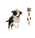 毎日使える♪ボーダーコリー子犬スタンプ（個別スタンプ：40）