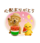 ⚡飛び出すトイプードルの「夏」の毎日（個別スタンプ：11）
