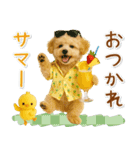 ⚡飛び出すトイプードルの「夏」の毎日（個別スタンプ：13）